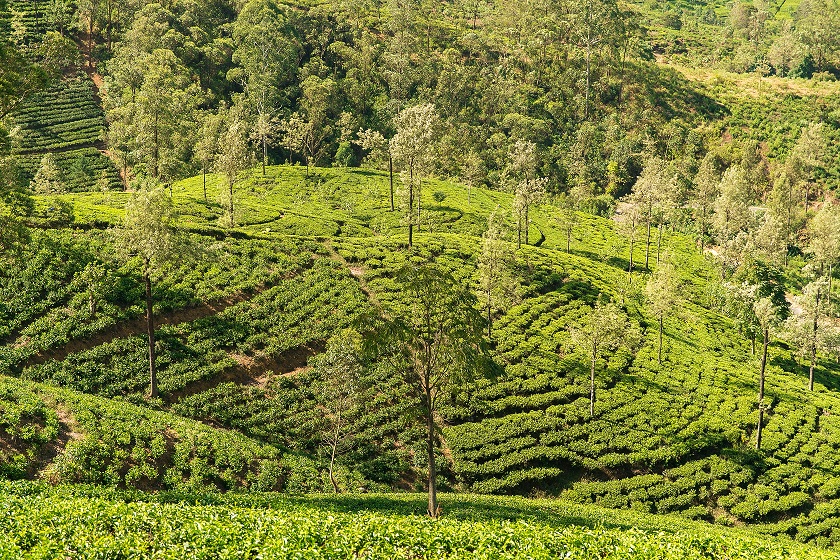 Vista aérea de uma fazenda com plantações